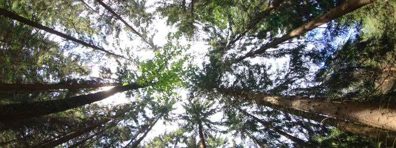 Forskning och innovationsresultat